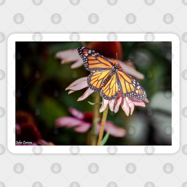 Monarch Butterfly on Purple Coneflower Sticker by JohnCorney